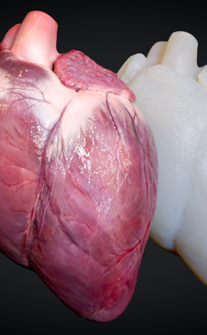 Textured & Wax Model